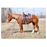 Lot#492  4 Yrs Old Draft-Quarter Horse Cross Gelding