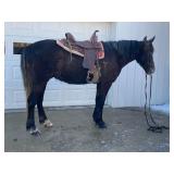 Lot#564  4 Yrs Old Stdbred-Percheron-Shetland Gelding