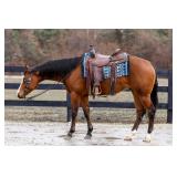 Lot#482 3 Yr Old AQHA Gelding Sire: FM Cottonwood by Colonels Smoking Gun Dam by: Topsail Whiz