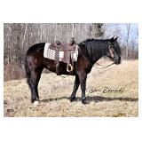 Lot#432   4Yrs Old Draft-Quarter Horse Cross Mare
