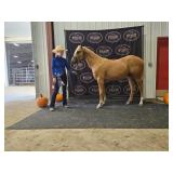 Lot#417 2 yr old AQHA FQHR Filly Sire: Smart Jersey Trash Dam: Shining Sue