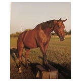 Lot#602  6 Yrs Old Quarter Horse-Arabian Mare