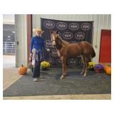 Lot#443 Reg. AQHA FQHR 2 Yrs Old Filly  Sire: Smart Jersey Trash  Dam: A Twist Of Pineomite