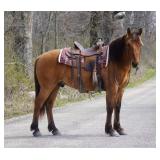 Lot#434   4 Yrs Old Fjord-Belgian-Halfinger Cross Gelding