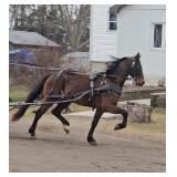 Lot#536  4 Yrs Old Fresian-Stdbred-Pony Gelding