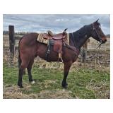 Lot#517  8 Yrs Old Quarter Horse Gelding