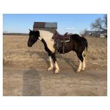 Lot#479   3 Yrs Old Draft Cross Gelding