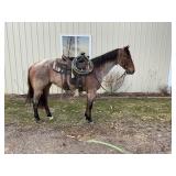 Lot#456  AQHA 3 Yrs Old Mare