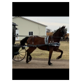 Lot#460  3 Yrs Old Buggy Pony Mare