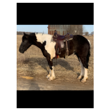 Lot#480  4Yrs Old  Draft Cross Gelding