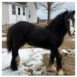 Lot#610 10 Months Gypsy Vanner-Haflinger Stud Colt