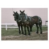 Spring Sale Photos Highest selling Team! Sold for $10,000 each