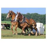 Lot# 20 -21 will be selling at the fall sale.  Won the Pulling contest at Horse Progress Days