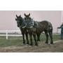 Yoder Bros. Large Horse & Carriage Auction