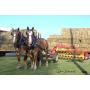 Yoder Bros. Large Horse & Carriage Auction