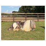 Lot# 467 7 yr old Reg Gypsy Vanner Stallion, Proven Producer,