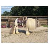 Lot# 467 7 yr old Reg Gypsy Vanner Stallion, Proven Producer,