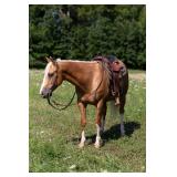 Lot#484 5 yr old AQHA Gelding Sire: RJ Yellow bags Fly Dam: Hollywoods Foxy Lena