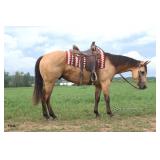 Lot# 438 4 yr old  AQHA Gelding Sire: Catalena Drifter