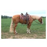 Lot# 467 7 yr old Reg Gypsy Vanner Stallion, Proven Producer,