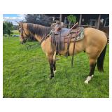 Lot#442 4 Yr old AQHA Gelding Sire: Catalena Drifter