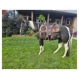 Lot#454 3 Yr Old AQHA Gelding Sire: Faceit I am a Version