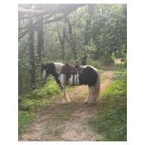Lot# 445 6yro Gypsy Vanner Geldiing