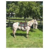 Lot# 432 12yro Leopard Appaloosa Gelding