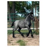 Lot# 403 Weanling Gypsy - Percheron Filly