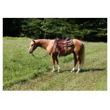 Lot#484 5 yr old AQHA Gelding Sire: RJ Yellow bags Fly Dam: Hollywoods Foxy Lena