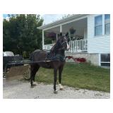 Lot#447 5 yr old pony gelding