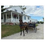 Lot#483 3 yr old Pony Gelding