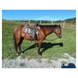 Lot# 414 Shetland X Gelding 3 yrs old