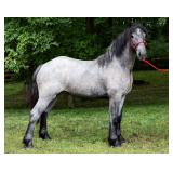 Lot# 434 Gypsy- Percheron X