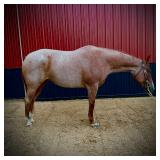Lot# 448 10 yr old AQHA Mare Sire: CTR Peptolena By: Peptoboonsmal  Dam: Lenaette Jazzy Bean