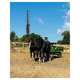 Lot# 430-440 Gypsy - Spotted Draft X gelding - mare 3 and 4 yrs old