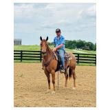 lot# 490 3 yr old AQHA Filly Sire: Latigos Lucky Two 