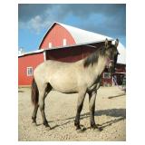 lot#401 3/4 QH - 1/4 Brabant filly Yearling, great potential!