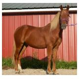 Lot#407 3 yr old Stdbred - Pony X Well started to drive.