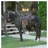 Lot#422 Rocky Mtn X Mare 5 yrs old  Trail horse!