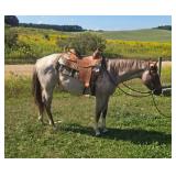 Lot# 497A 2 yr old AQHA Gelding Sire: Another Blue Cookie  By One Good Cookie
