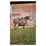 Lot#498 5 Yr old QH - Pony X Gelding - 54"