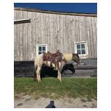 Lot#425 2 yr old Pony gelding 50".