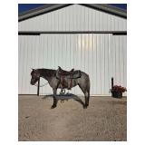 Lot#508 3 yr old Pony Gelding