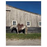 lot#518 5 yr old pony mare