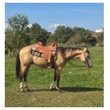 lot#515 2 yr old AQHA Gelding Sire: Another Blue Cookie  Dam: Oh Lord Im Hot