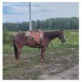 Lot#523 2 yr old AQHA Gelding Sire: Solaris  Dam: Fetish of Arcadia