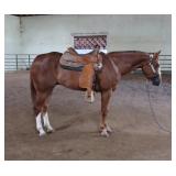 Lot#533 3 yr old AQHA APHA Gelding Sire: vitalyzed   By: Zippos MR Good Bar