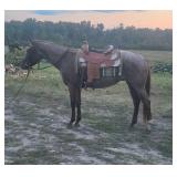 lot#543 3 yr old AQHA Gelding Sire: Another Blue Cookie  Dam: Only Riker