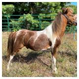 lot#576 AMHR yearling Stallion, broke to lead. 